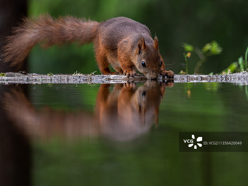 挪威尼泰达尔红松鼠饮水湖特写图片素材