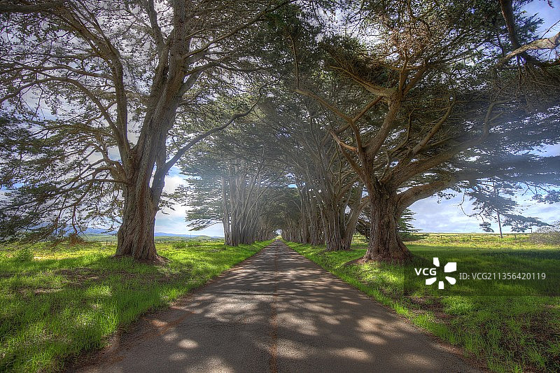 森林中树木之间的空旷道路图片素材
