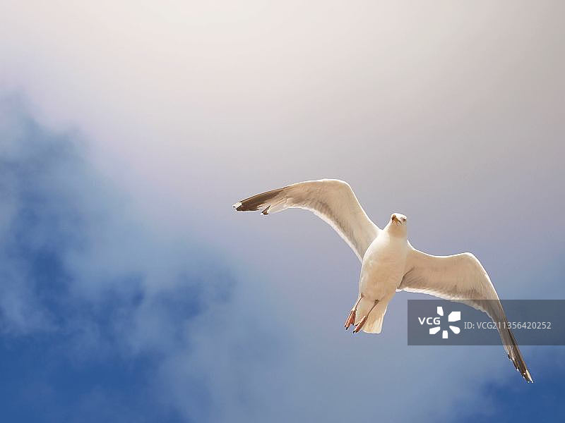 仰视飞翔的黑色鸟类图片素材