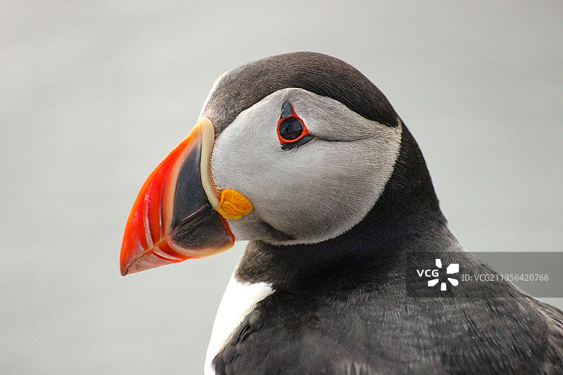 大西洋海鹦特写图片素材