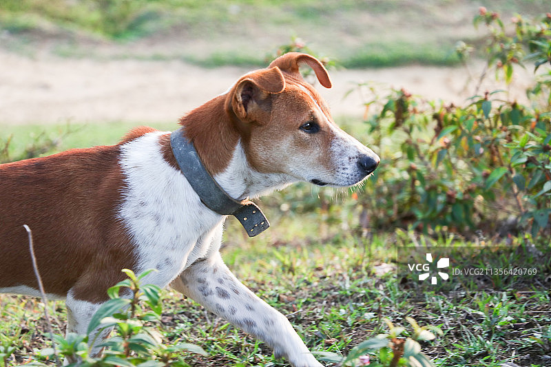 田野上的小狗特写图片素材