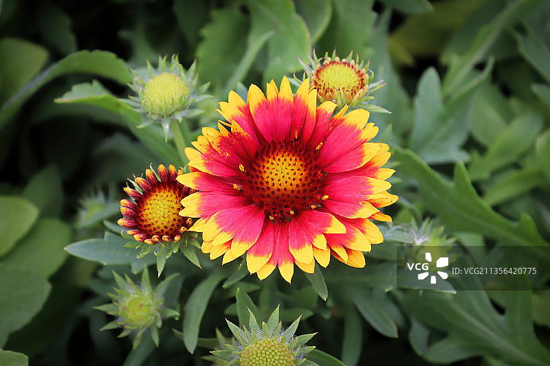 橙色开花植物的特写镜头图片素材