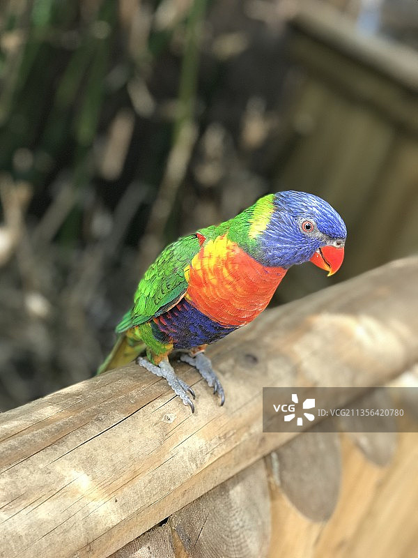 特写：英国达德利，栖息在木头上的彩虹鹦鹉图片素材