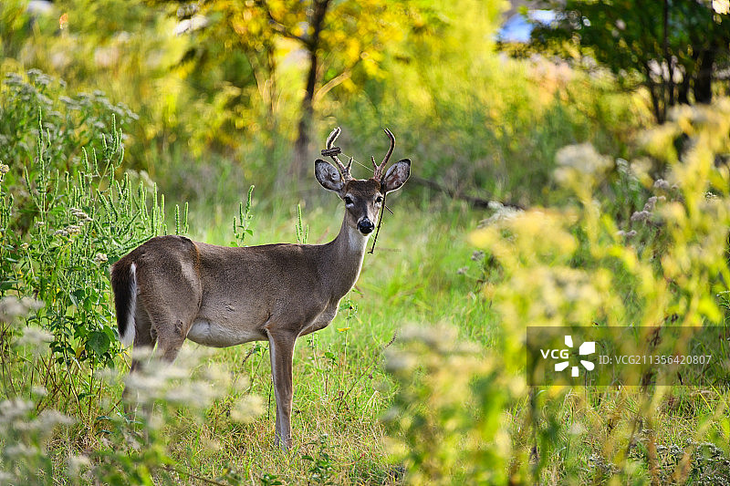 田野中的白色站立动物写真图片素材