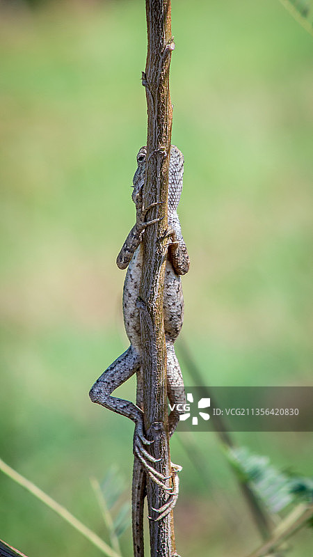 阿曼塞拉莱植物上的蜥蜴特写图片素材