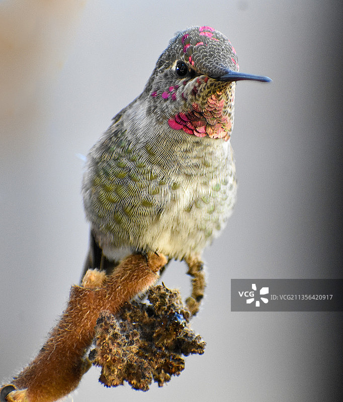 棕煌蜂鸟栖息在树枝上特写图片素材
