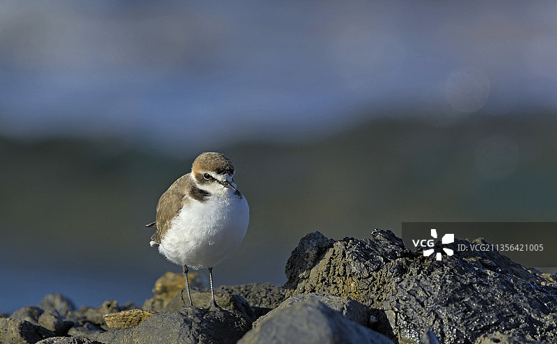 鸻科鸟栖息在岩石上的特写图片素材