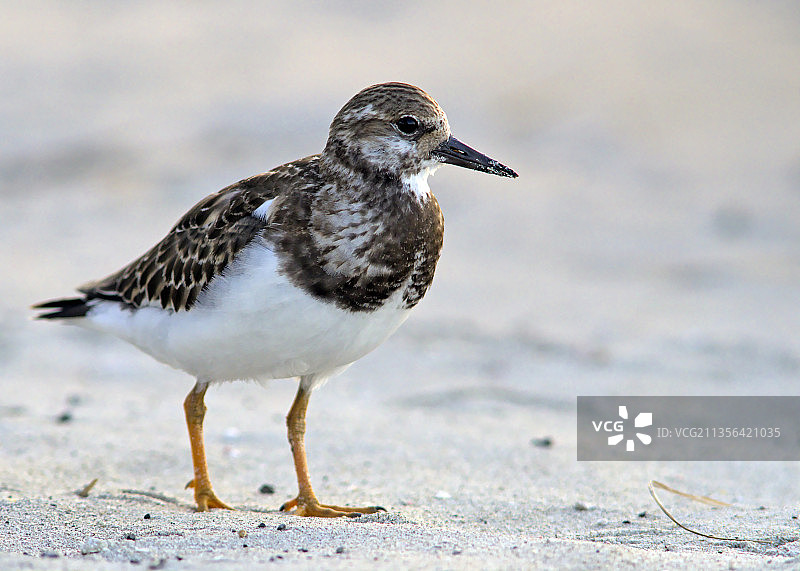 海鸥栖息在沙滩上的特写图片素材