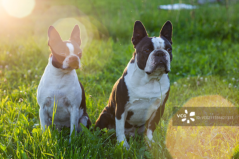 两只在草地上玩耍的狗，波兰维利奇卡图片素材
