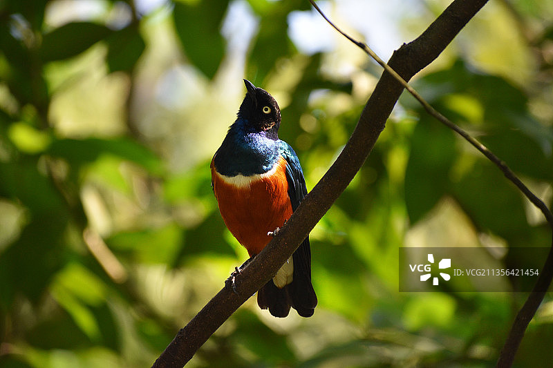 栖息在树枝上的丽椋鸟特写图片素材