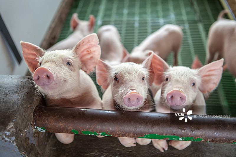 猪的特写图片素材