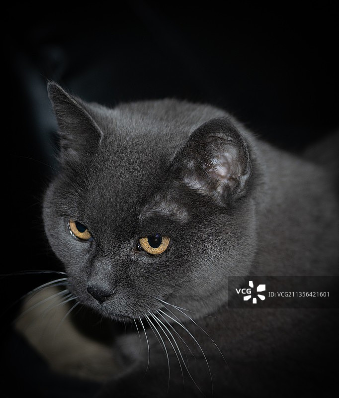黑色背景下猫咪的特写图片素材