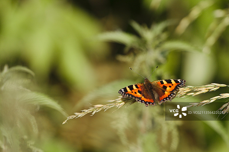 蝴蝶在植物上的特写图片素材