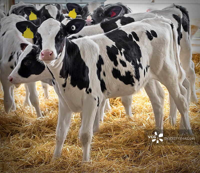 草地中站立的奶牛群肖像图片素材