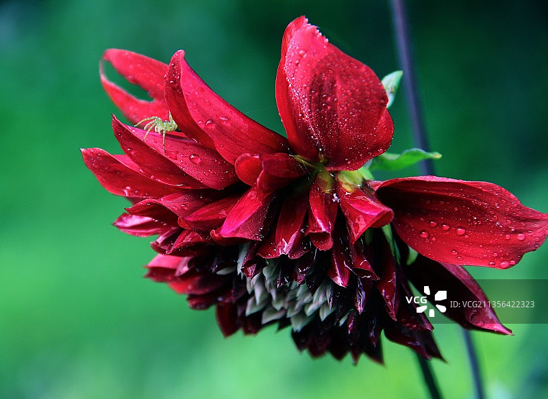 俄罗斯红色湿玫瑰花特写图片素材