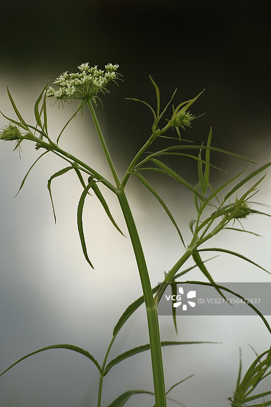 植物特写，蓝天背景图片素材