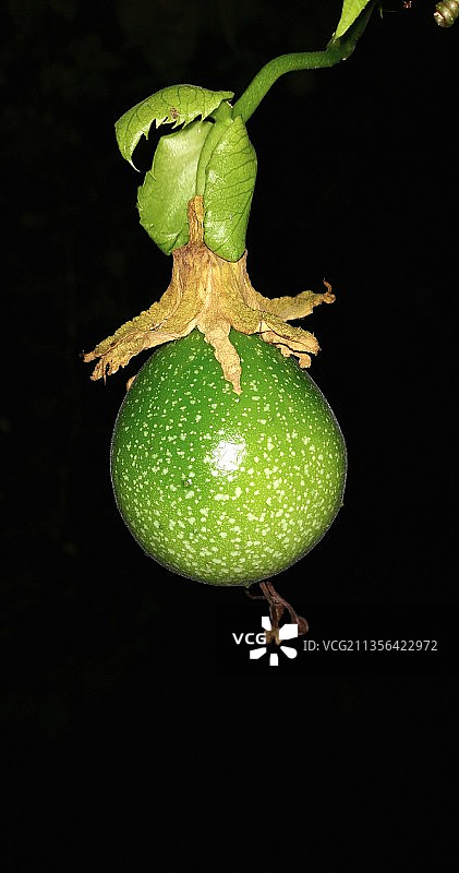 印度喀拉拉邦卡洛卡德水果特写，黑色背景图片素材