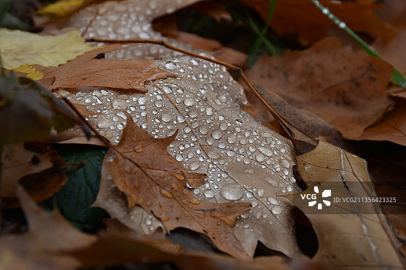 保加利亚索菲亚枫叶上的雨滴特写图片素材
