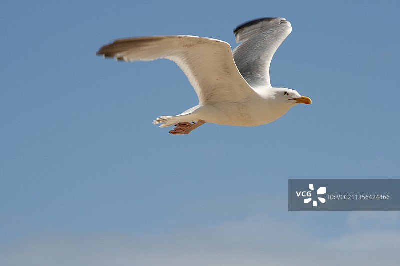 低角度拍摄：海鸥飞翔于加拿大安大略省康沃尔的天空图片素材