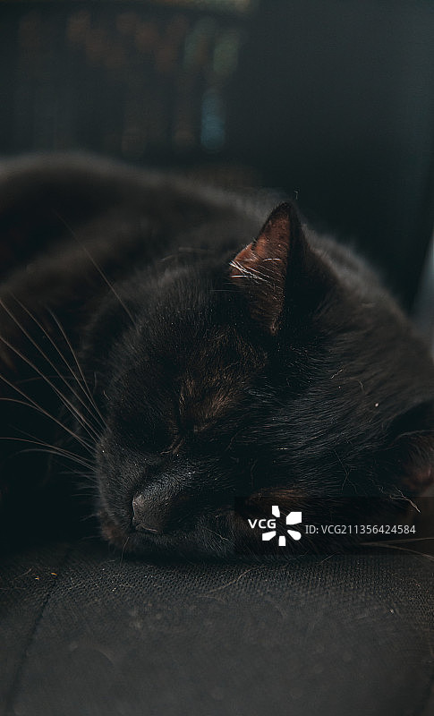 猫咪在英国伦敦睡觉特写图片素材