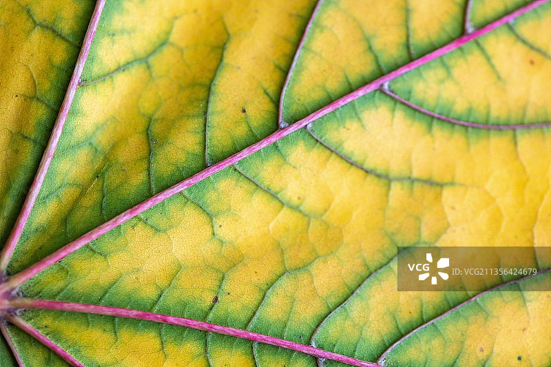 叶子特写镜头图片素材