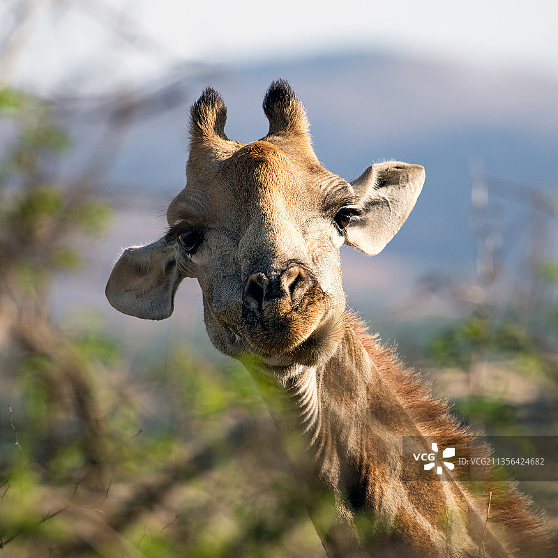 长颈鹿的特写，比勒陀利亚国家公园，南非图片素材