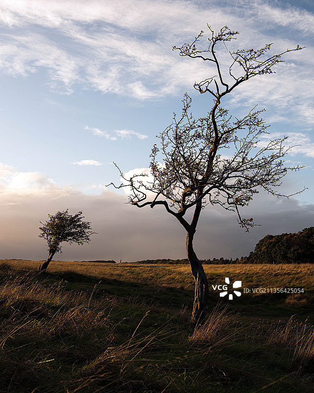 爱尔兰都柏林凤凰公园：旷野中的树木图片素材