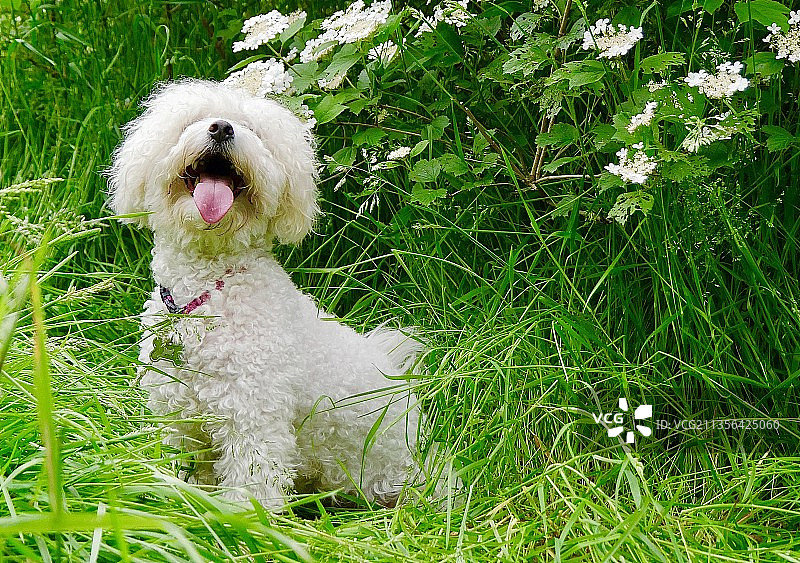 田野上的比熊犬特写图片素材