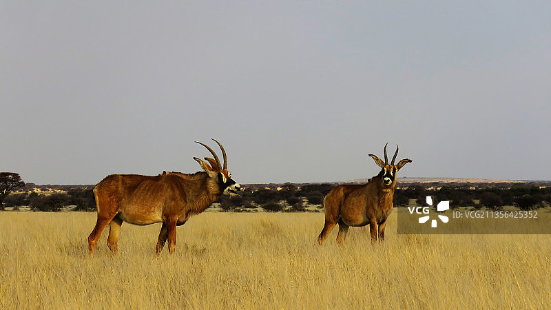 南非莫卡拉国家公园，鹿站在空旷田野上的侧面照图片素材
