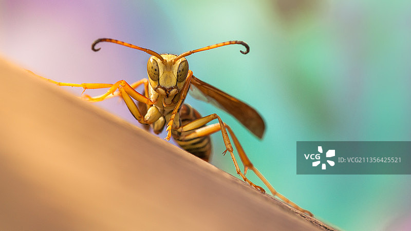 树叶上的昆虫特写，美国马萨诸塞州阿什兰图片素材