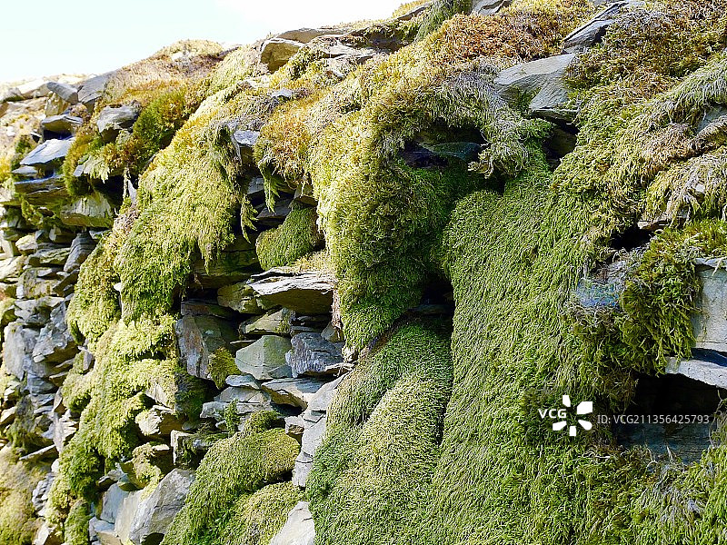 仰视岩石上生长的苔藓图片素材