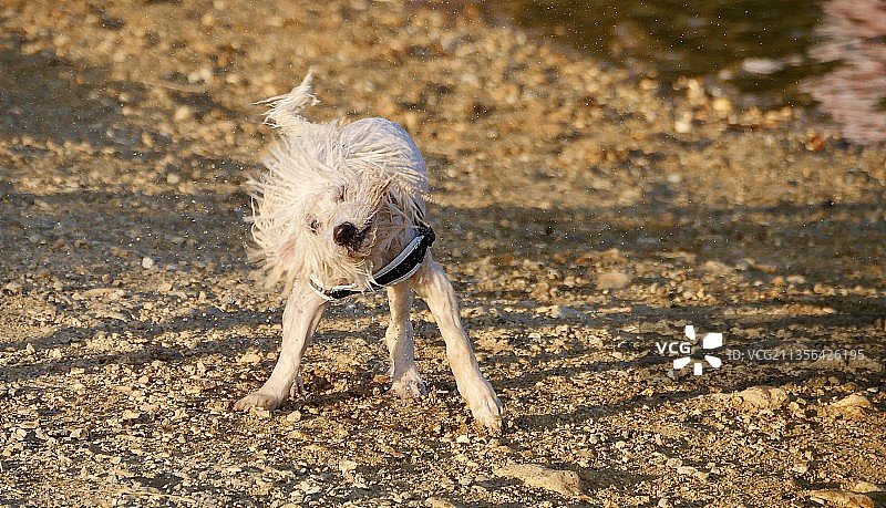 哈瓦那犬在田野上的高角度视图图片素材