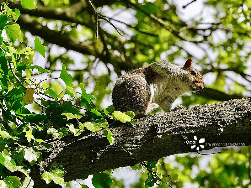 仰视树上的灰松鼠图片素材