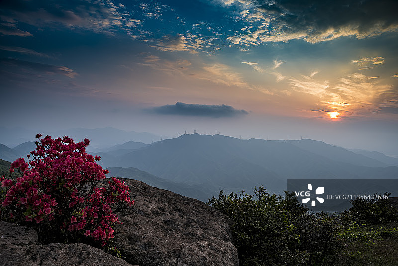 山顶石头上的杜鹃花与图片素材