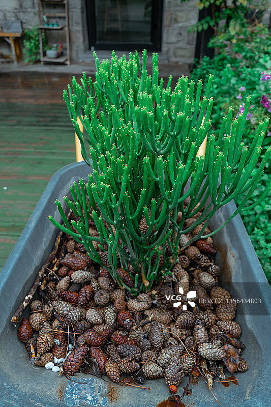 中国泰安的膨珊瑚植物图片素材