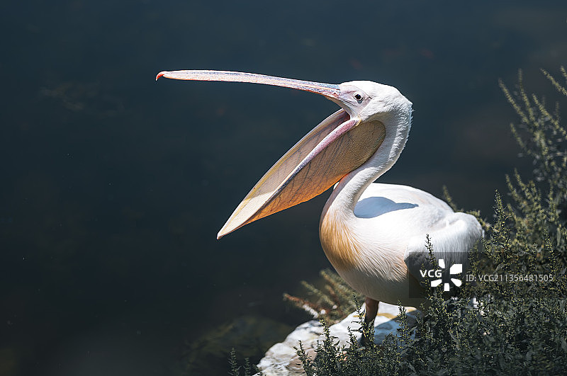 Scarlet Ibis图片素材