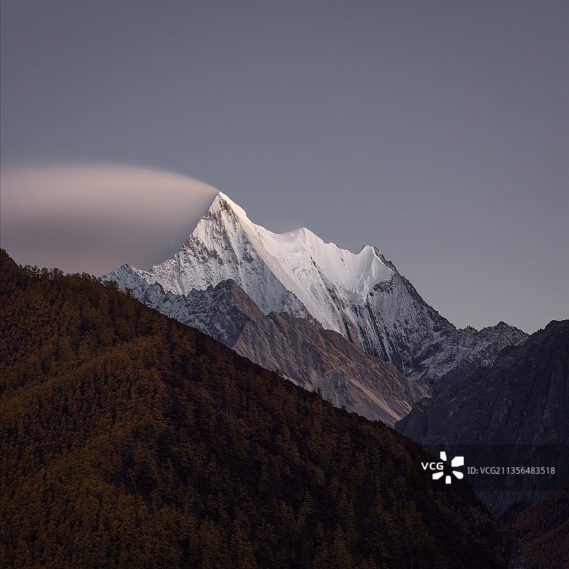 夏洛多吉图片素材