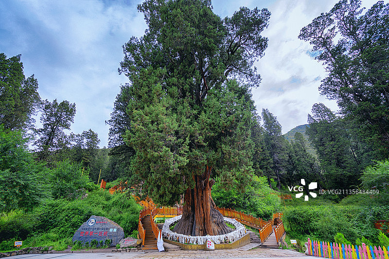 西藏林芝世界柏树王园林图片素材