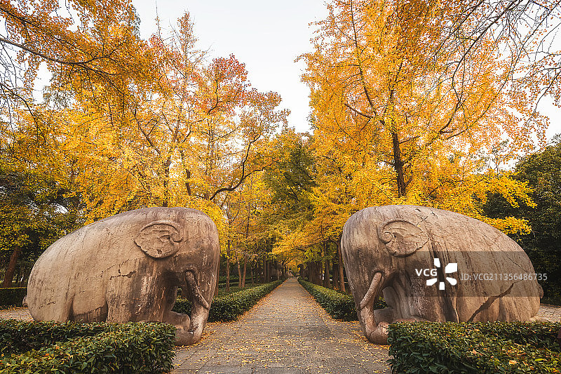 南京明孝陵石象路秋景图片素材
