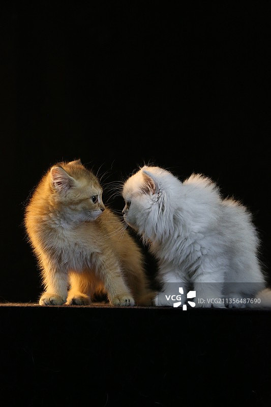 两只小猫咪Two cute kittens图片素材