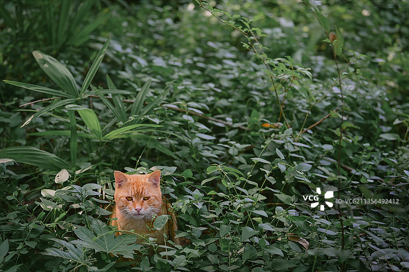 草丛里露出猫猫头的橘猫图片素材