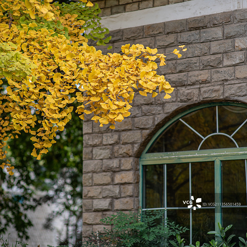 秋天窗户外的银杏叶图片素材