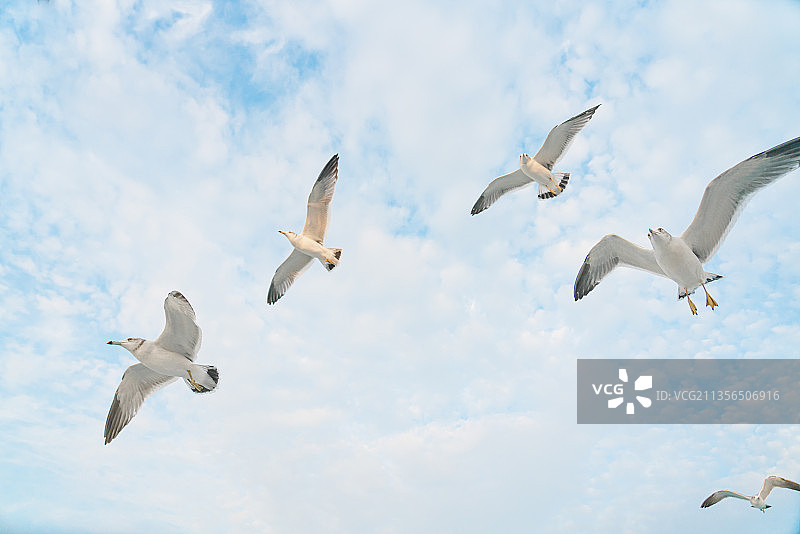 蓝天中自由翱翔的海鸥图片素材