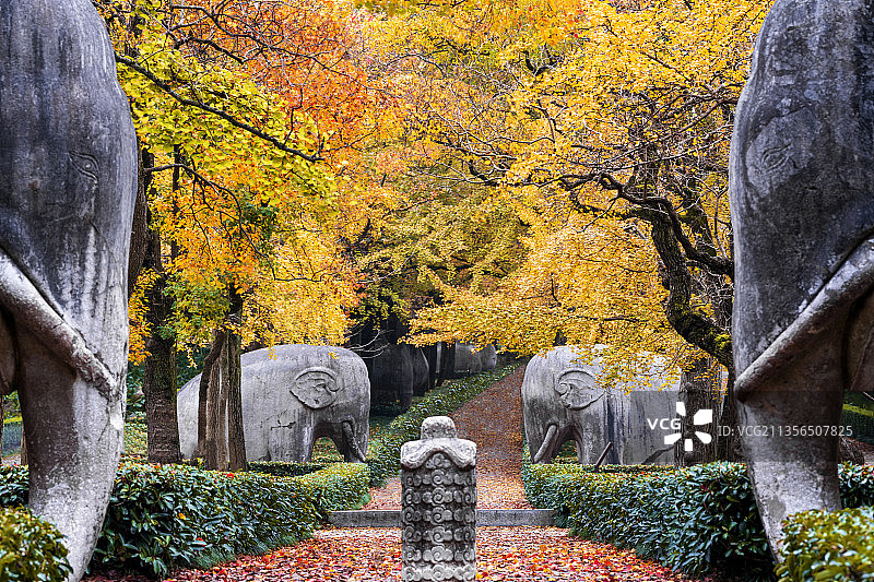 石象路的秋天图片素材