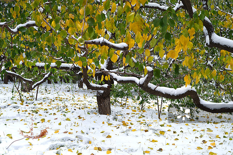 2021年11月7日，北京元土城遗址公园雪景如画。图片素材