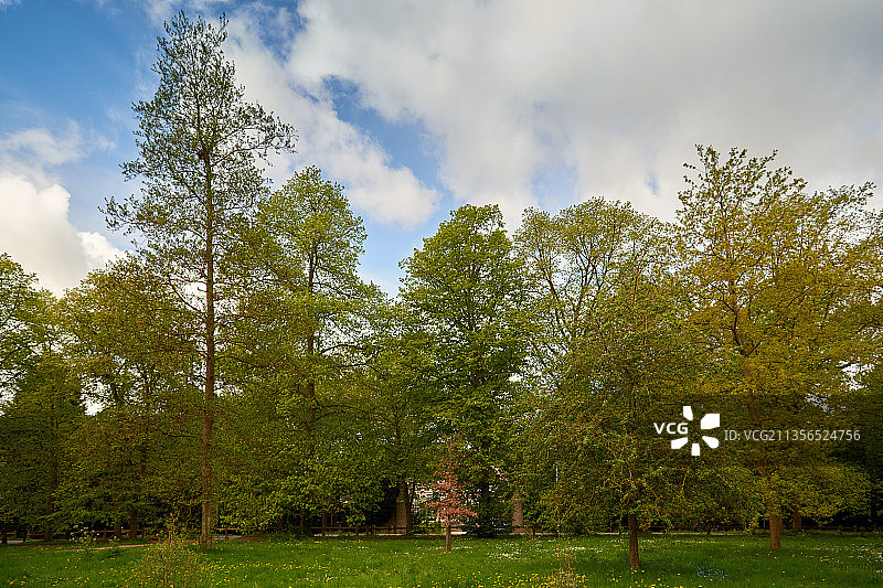 英国剑桥，剑桥大学，校园，草坪，樱花，树林，春天，花季图片素材