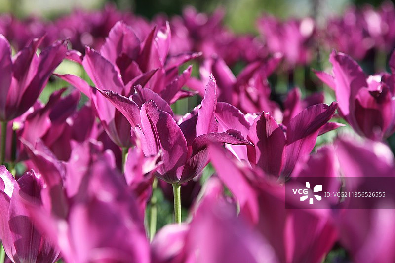 紫色郁金香特写图片素材