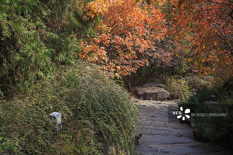 园林博物馆，路，红叶，秋天图片素材