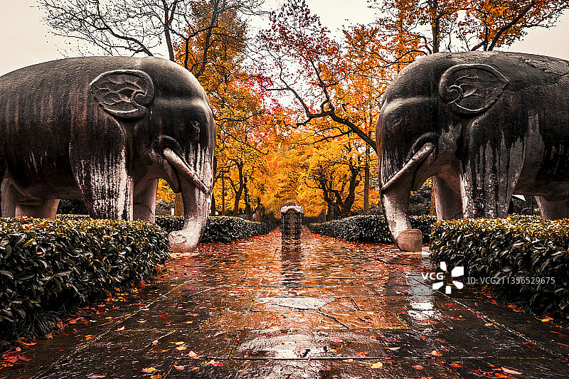 石象路秋意浓浓＋南京明孝陵景区石象路图片素材