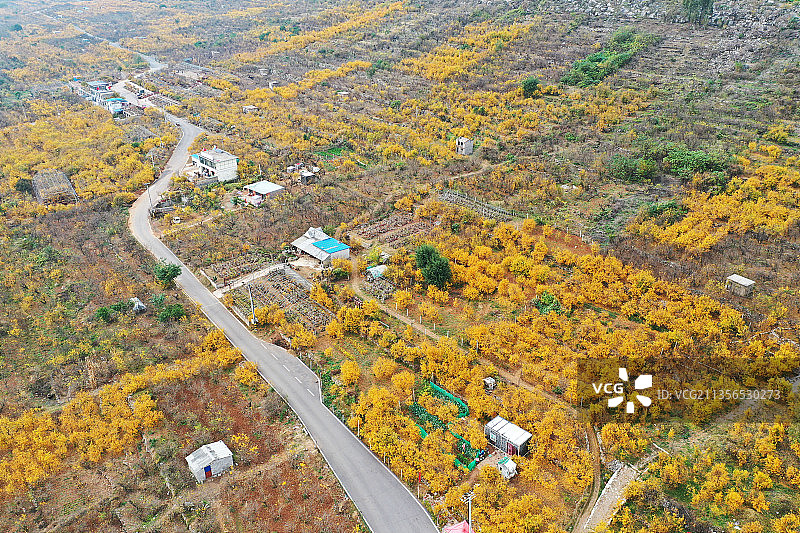 山东枣庄峄城区冠世榴园秋景图片素材